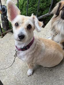 8 year old Corgi/Bichon