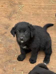 2 LEFT! Purebred Lab / Great Pyrenees Mixed puppies