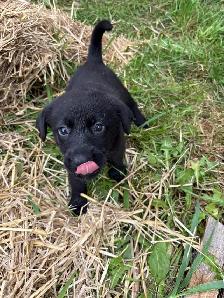 2 LEFT! Purebred Lab / Great Pyrenees Mixed puppies - Photo 2