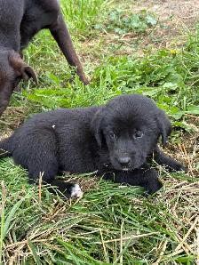 2 LEFT! Purebred Lab / Great Pyrenees Mixed puppies - Photo 3