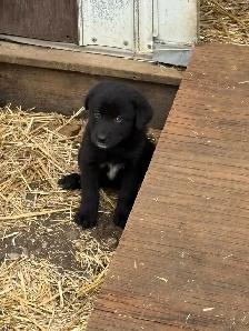 2 LEFT! Purebred Lab / Great Pyrenees Mixed puppies - Photo 4