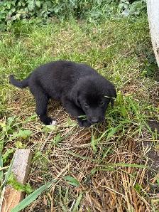 2 LEFT! Purebred Lab / Great Pyrenees Mixed puppies - Photo 5