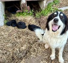 2 LEFT! Purebred Lab / Great Pyrenees Mixed puppies - Photo 6