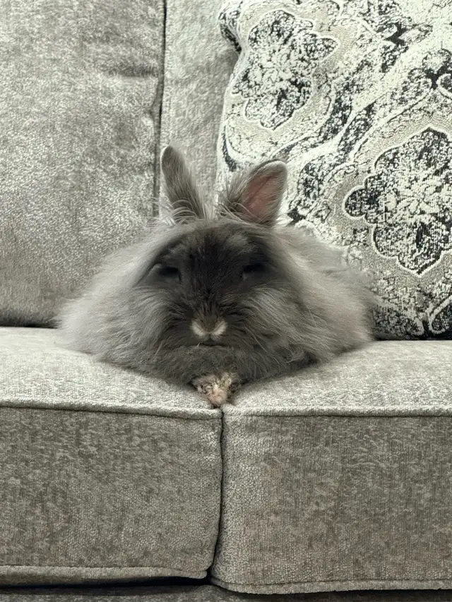 Lionhead Rabbit
