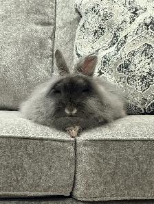 Lionhead Rabbit