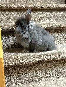 Lionhead Rabbit - Photo 2
