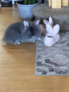 Lionhead Rabbit - Photo 3