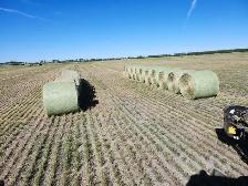 Crested Wheatgrass Aftermath Bales For Sale