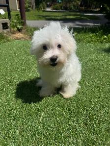 puppy’s for sale - Photo 5