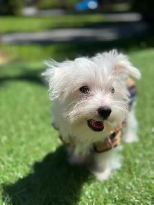 puppy’s for sale - Photo 8