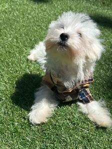 puppy’s for sale - Photo 9