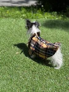 puppy’s for sale - Photo 10