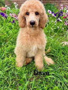 Trained CKC Standard Poodles-Moyen Size-Health Guarantee