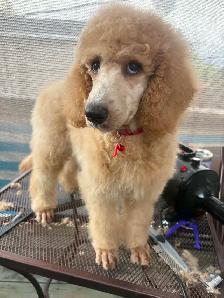 Trained CKC Standard Poodles-Moyen Size-Health Guarantee - Photo 2