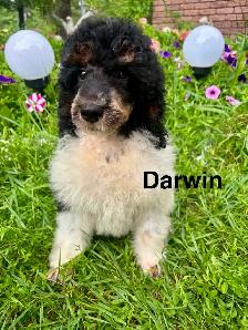 Trained CKC Standard Poodles-Moyen Size-Health Guarantee - Photo 3