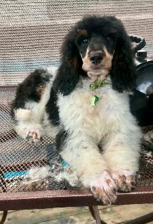 Trained CKC Standard Poodles-Moyen Size-Health Guarantee - Photo 4