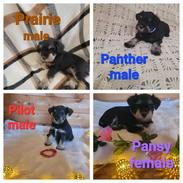 Miniature Schnauzer