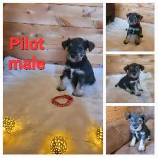 Miniature Schnauzer - Photo 2