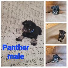 Miniature Schnauzer - Photo 3