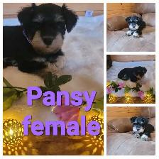 Miniature Schnauzer - Photo 4