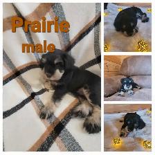 Miniature Schnauzer - Photo 5