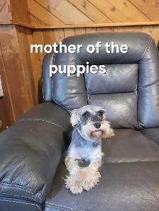Miniature Schnauzer - Photo 6