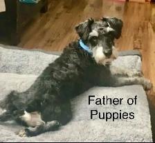 Miniature Schnauzer - Photo 7