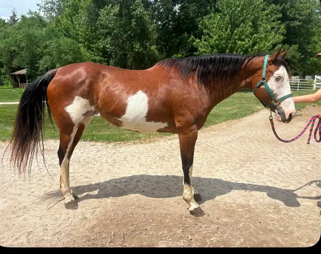 16 year old Paint/Pinto mare