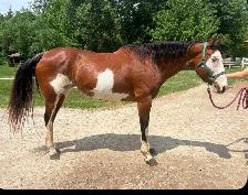 16 year old Paint/Pinto mare