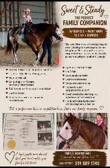16 year old Paint/Pinto mare - Photo 2