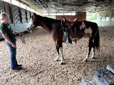16 year old Paint/Pinto mare - Photo 3