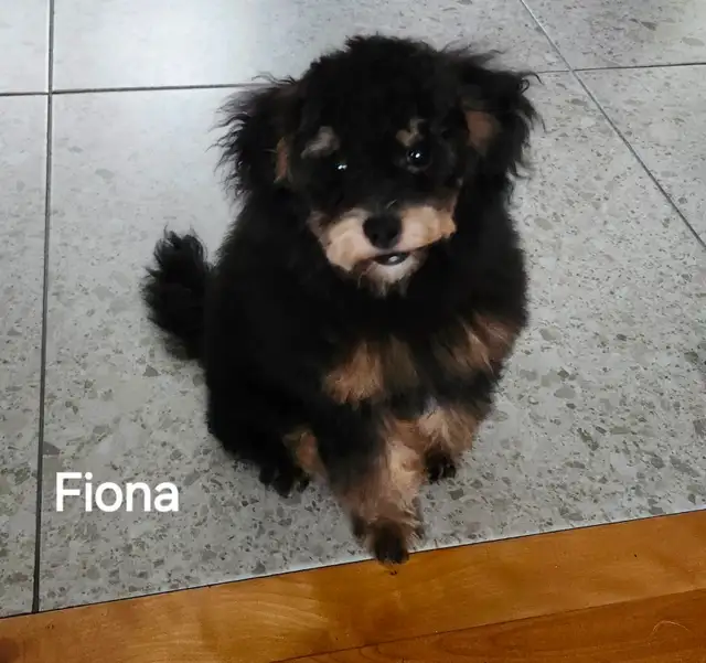 FEMELLE CANICHE TOY GRATUIT A DONNER