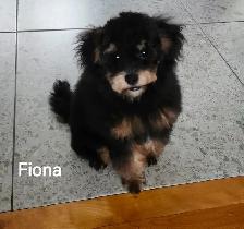 FEMELLE CANICHE TOY GRATUIT A DONNER
