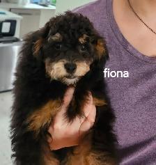 FEMELLE CANICHE TOY GRATUIT A DONNER - Photo 2