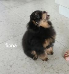 FEMELLE CANICHE TOY GRATUIT A DONNER - Photo 3