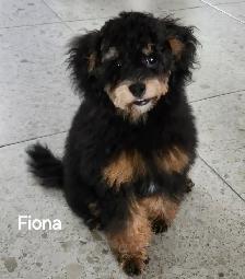 FEMELLE CANICHE TOY GRATUIT A DONNER - Photo 4