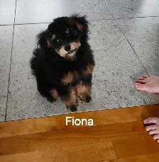FEMELLE CANICHE TOY GRATUIT A DONNER - Photo 5