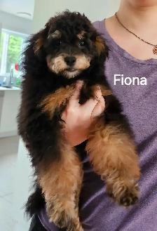 FEMELLE CANICHE TOY GRATUIT A DONNER - Photo 6