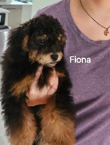 FEMELLE CANICHE TOY GRATUIT A DONNER - Photo 7
