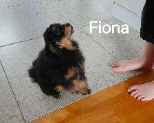 FEMELLE CANICHE TOY GRATUIT A DONNER - Photo 8