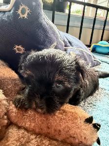 shorkies - Photo 2