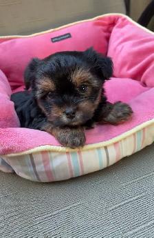 shorkies - Photo 3