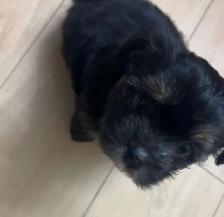 shorkies - Photo 4