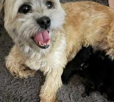 shorkies - Photo 5