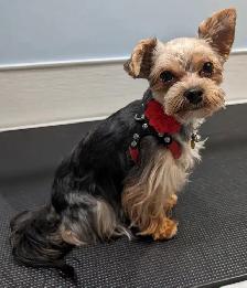shorkies - Photo 6