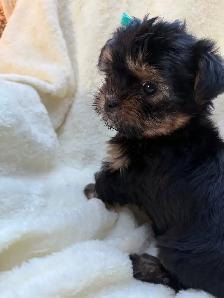 shorkies - Photo 8