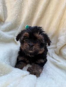 shorkies - Photo 9