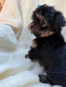 shorkies - Photo 10