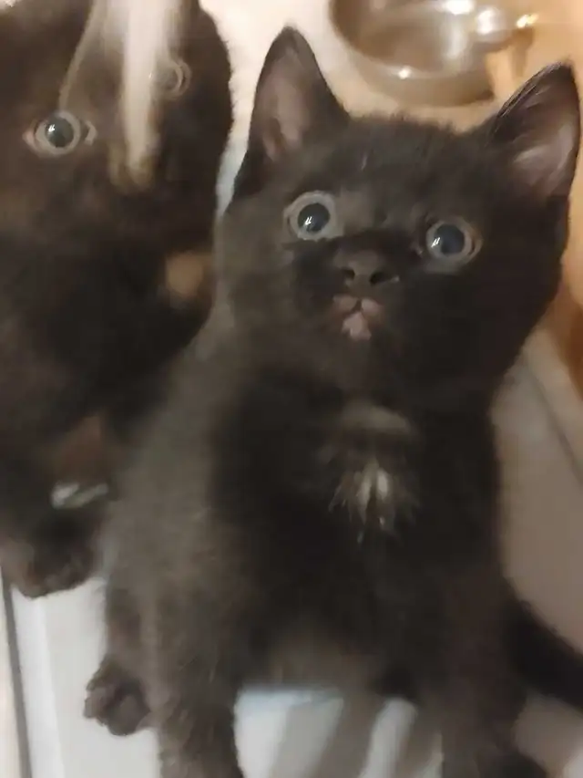 2 very sweet Turkish Angora mix female kittens