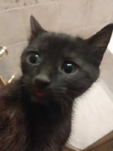 2 very sweet Turkish Angora mix female kittens - Photo 2